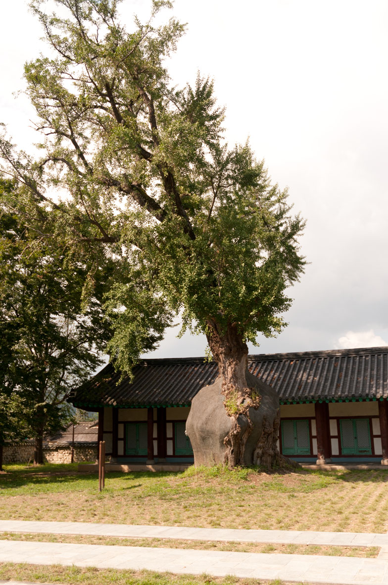 Gingko âgé de 400 ans - Jeonju