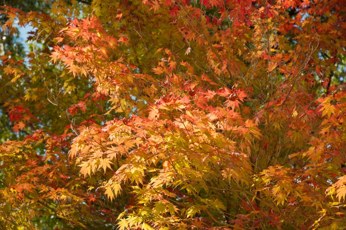 L'automne à Dosan Seowon